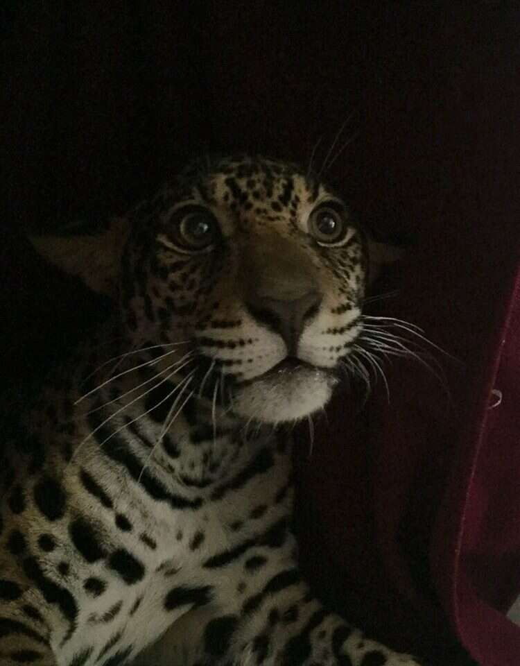 Baby jaguar in Ecuador