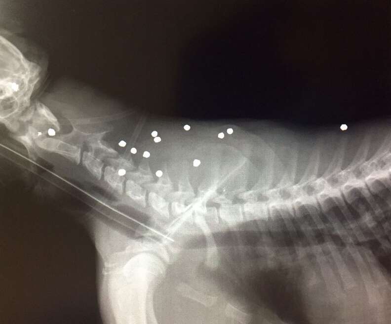 x-ray of injured baby jaguar