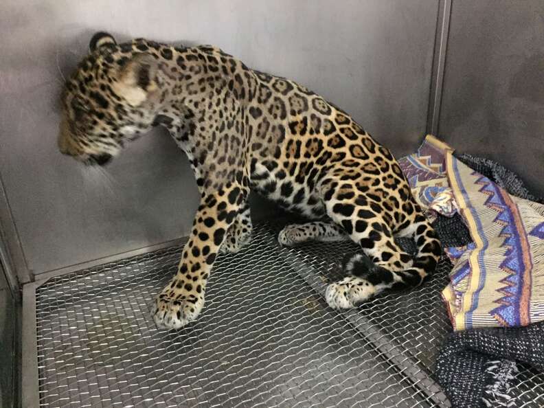 Baby jaguar recovering at an animal hospital in Ecuador