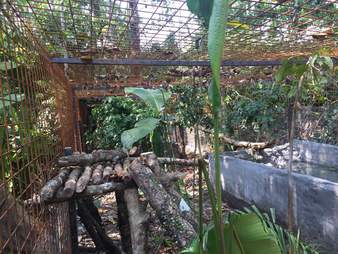 Jaguar enclosure in Ecuador