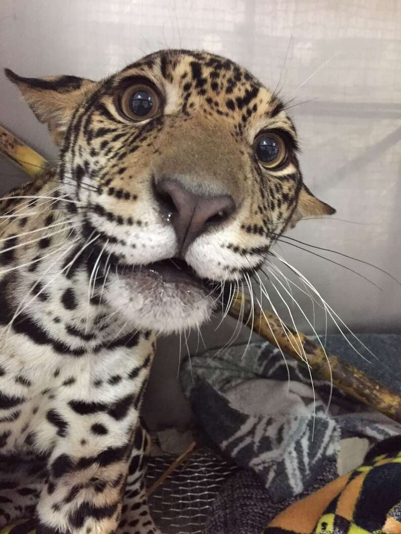 Baby jaguar recovering at an animal hospital in Ecuador