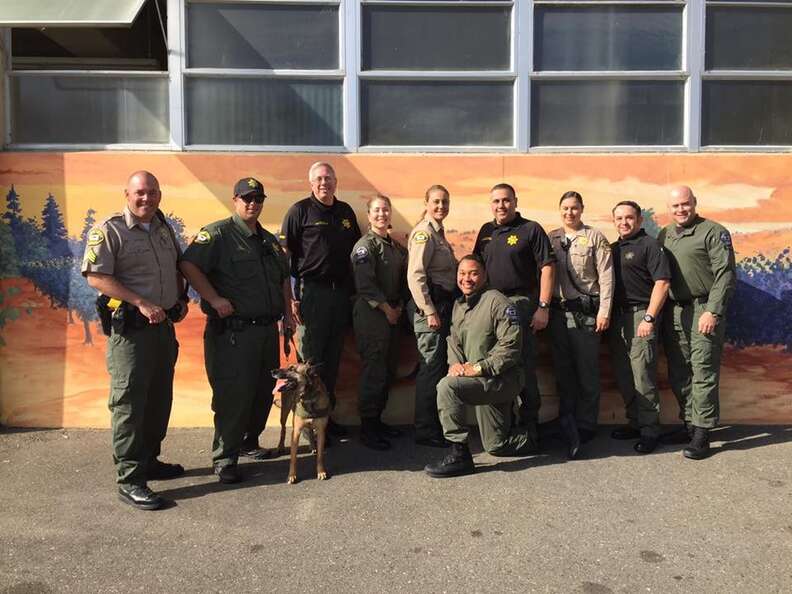 Sonoma Sheriff - It's #NationalDogDay!! Today we celebrate our four-legged  partners who work hard and help us keep you safe. K9 Bruno will be getting  lots of extra love today (and maybe