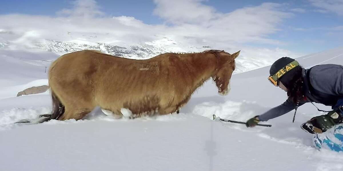 Snowboarders Save Stranded Horse From Freezing To Death ...