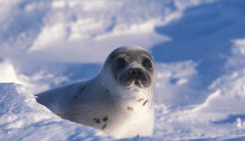 7 Reasons Why Canada’s Brutal Seal Hunt Needs To End Now - The Dodo