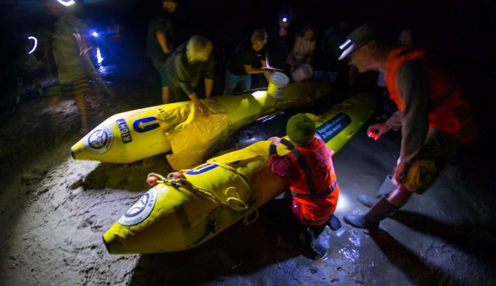 Orca Baby Rescure Baby Orca Rescued In Daring Midnight Operation - The Dodo