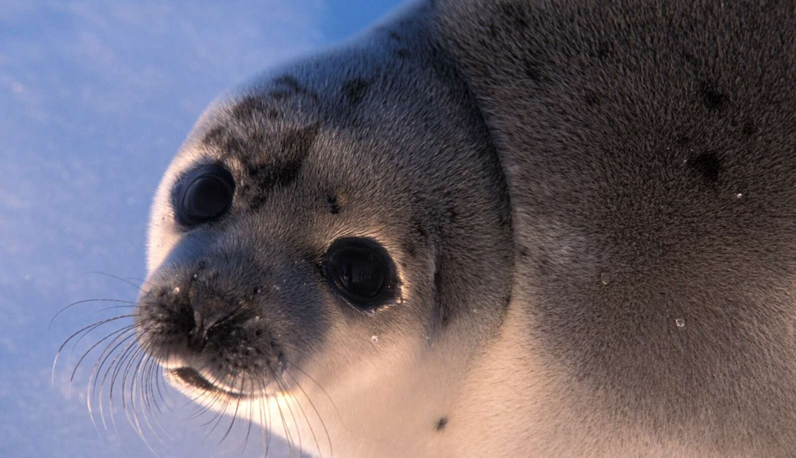 7 Reasons Why Canada’s Brutal Seal Hunt Needs To End Now - The Dodo