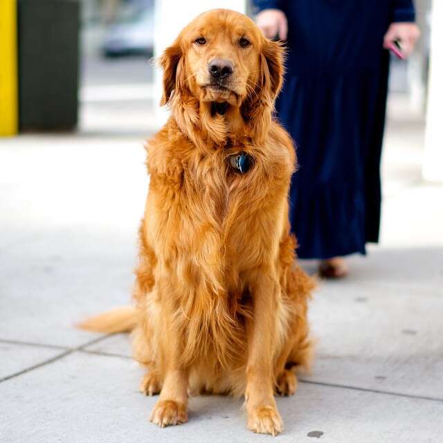 SF Golden Retrievers