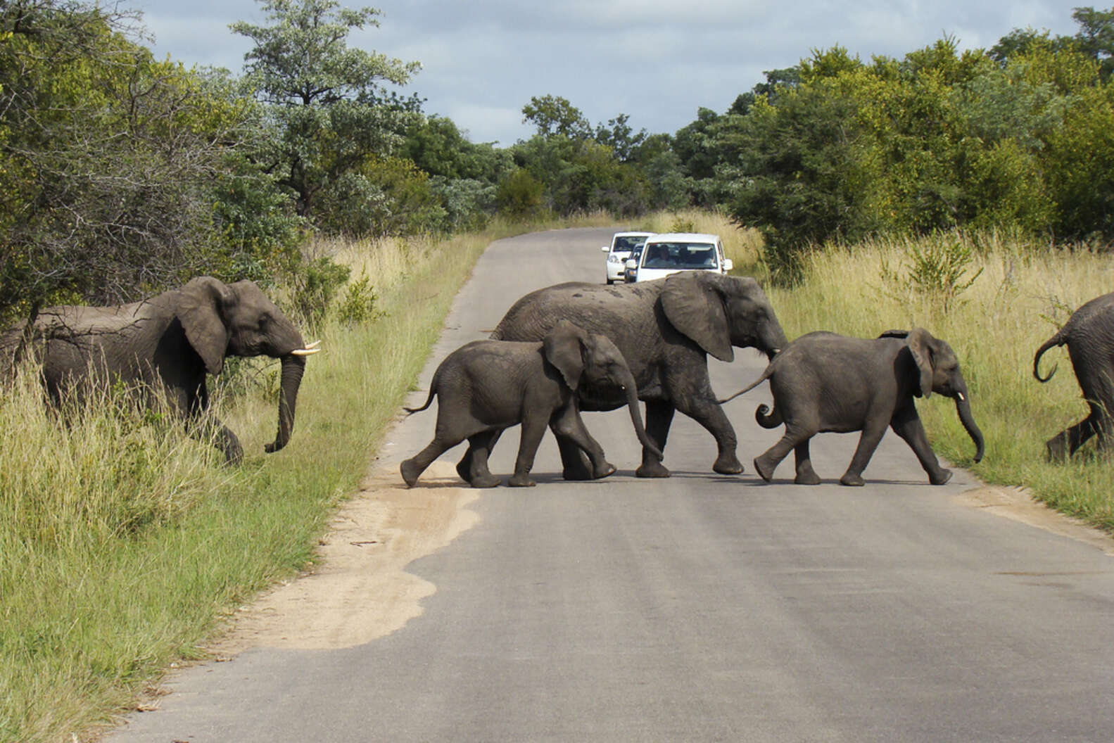 23 Glorious Pictures Of Elephants Running Free - The Dodo