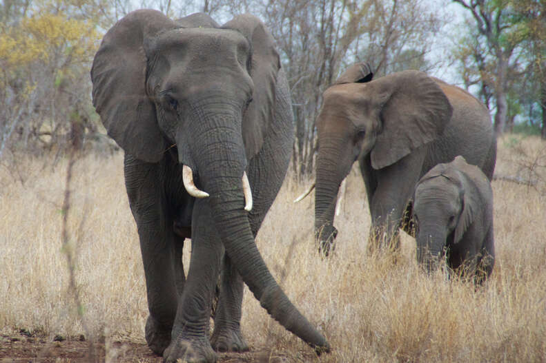 23 Glorious Pictures Of Elephants Running Free - The Dodo