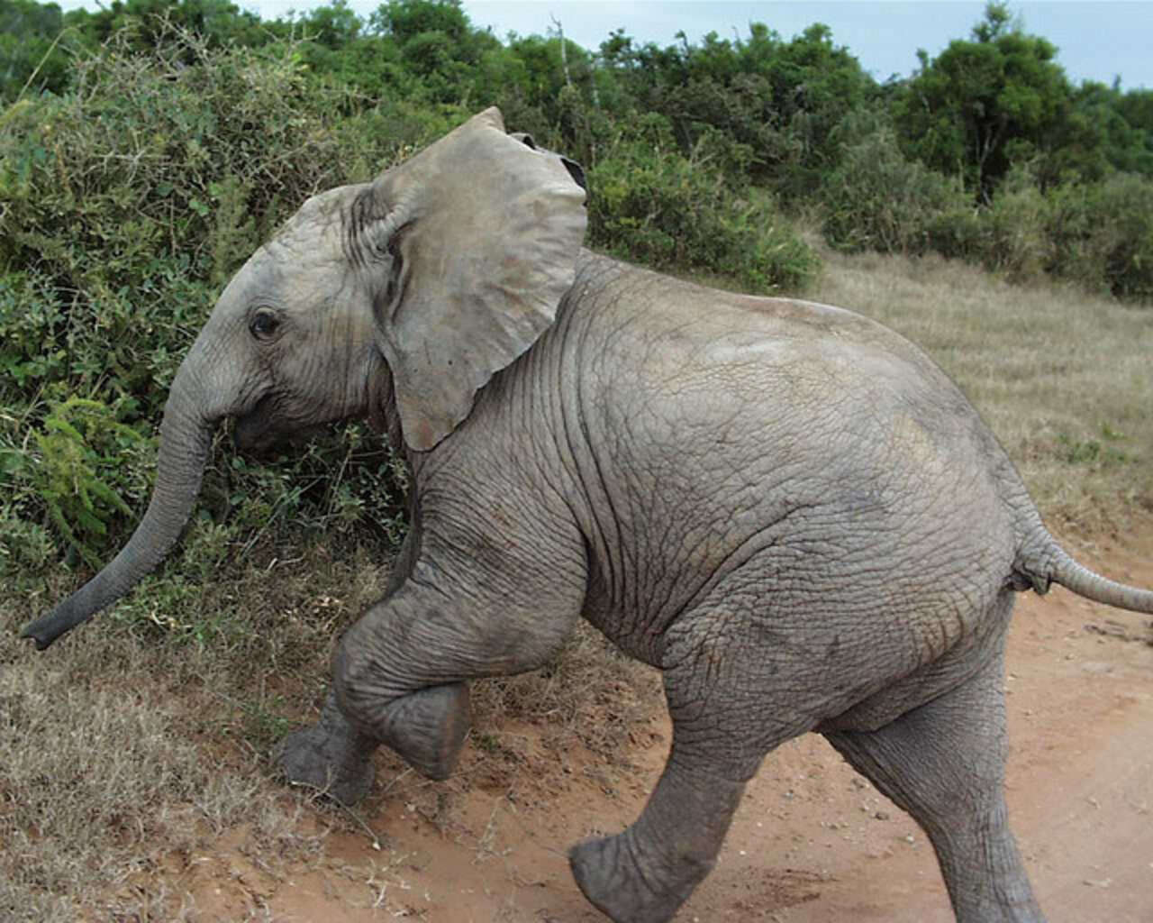 23 Glorious Pictures Of Elephants Running Free - The Dodo