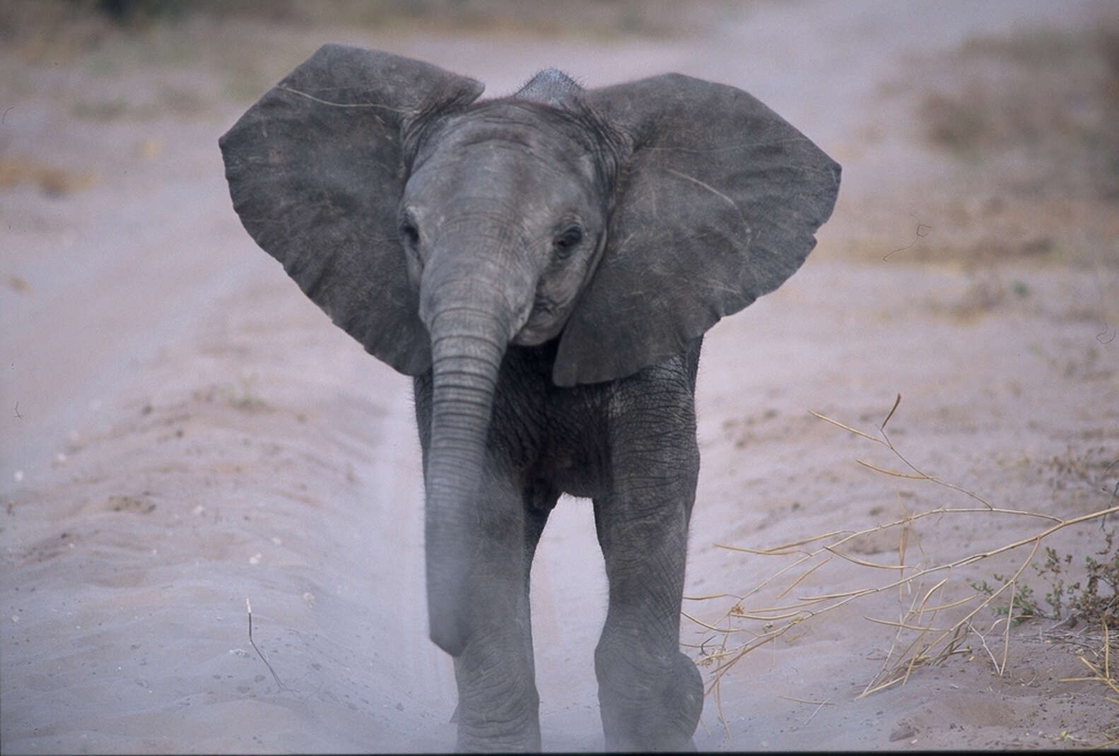 23 Glorious Pictures Of Elephants Running Free - The Dodo