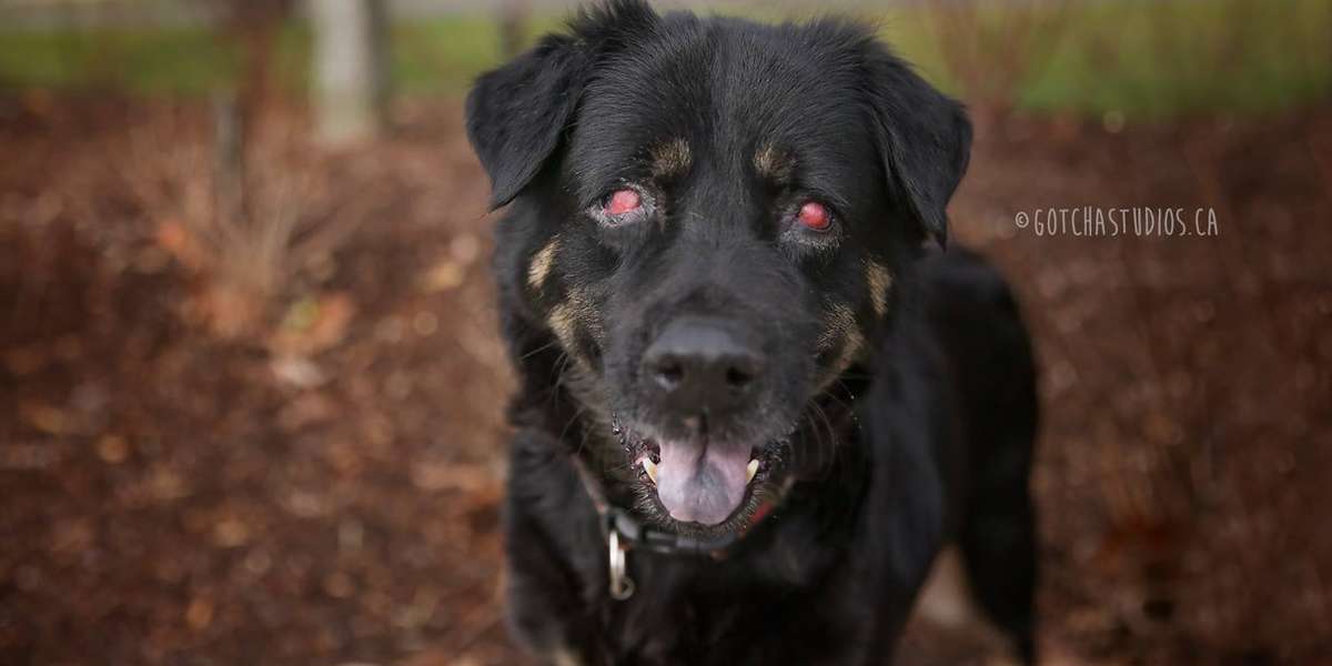 Blind And Deaf Senior Dog Is Eager To Prove She Can Still Love - The Dodo