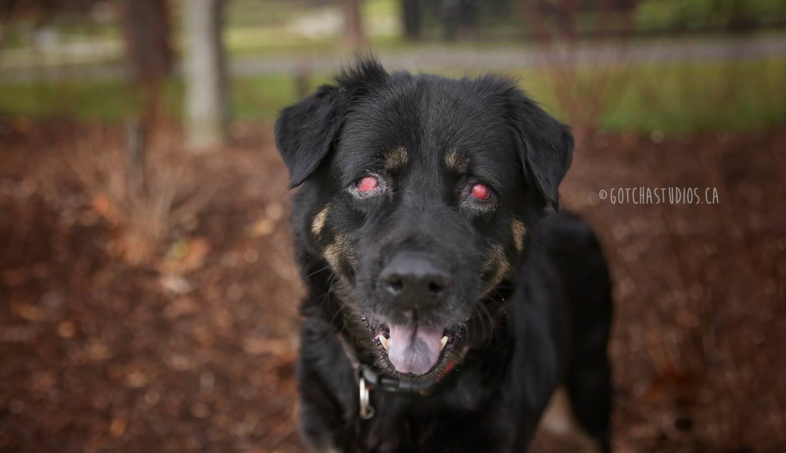 Blind And Deaf Senior Dog Is Eager To Prove She Can Still Love The Dodo