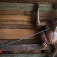 Baby Orangutan Spent 6 Months Chained To Someone's Kitchen Shelf