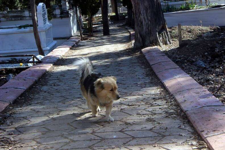 Heartbroken Dog Visits His Best Friend's Grave Every Day - The Dodo