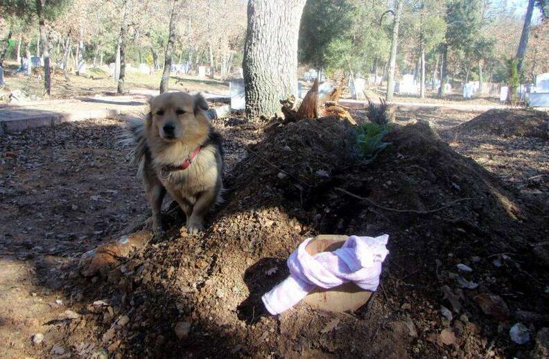 Heartbroken Dog Visits His Best Friend's Grave Every Day - The Dodo