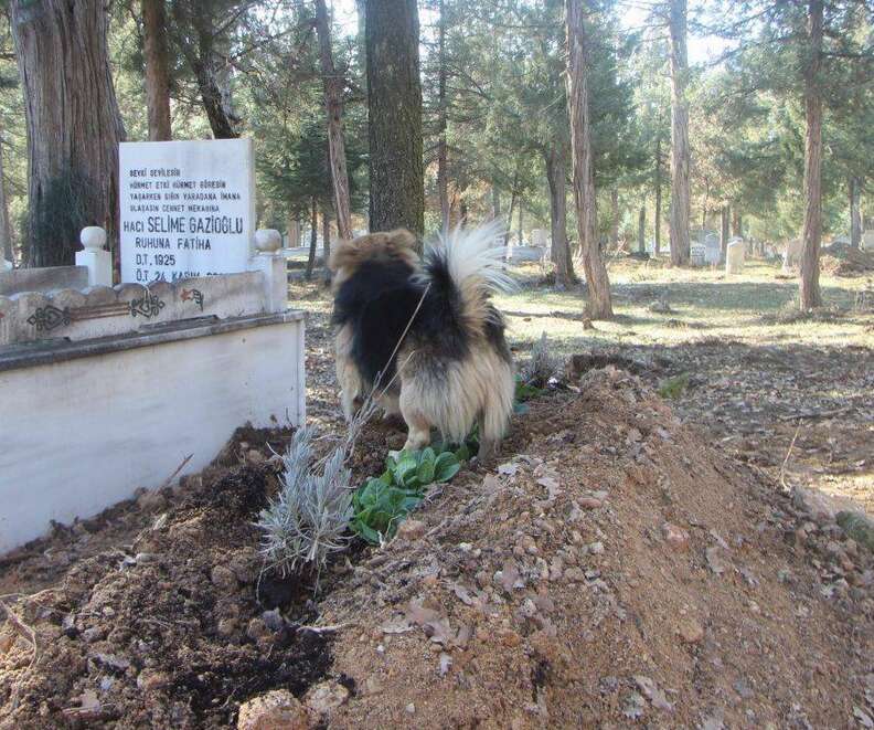 Heartbroken Dog Visits His Best Friend's Grave Every Day - The Dodo