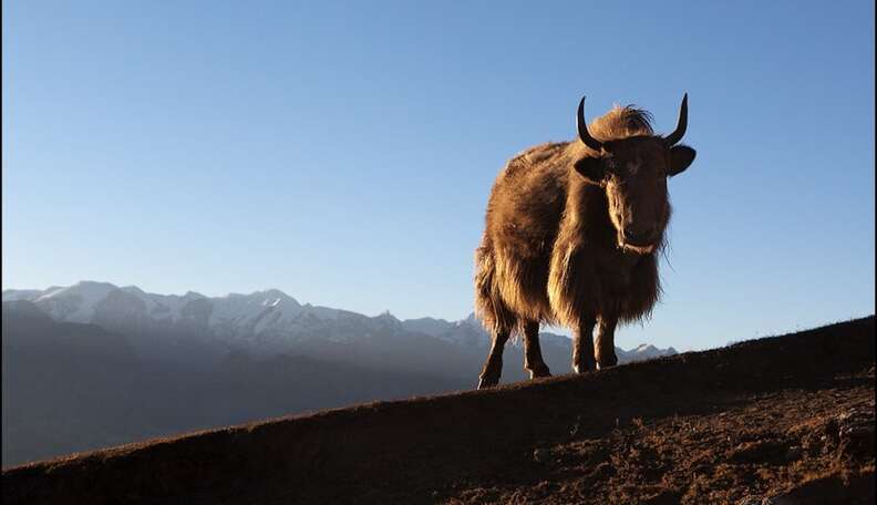 Meaning yak Meaning of