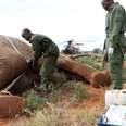 How To Save An Elephant Who Has Been Shot For Ivory