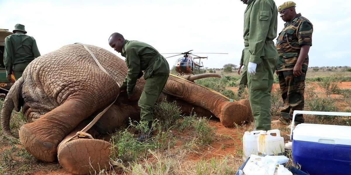 How To Save An Elephant Who Has Been Shot For Ivory - The Dodo