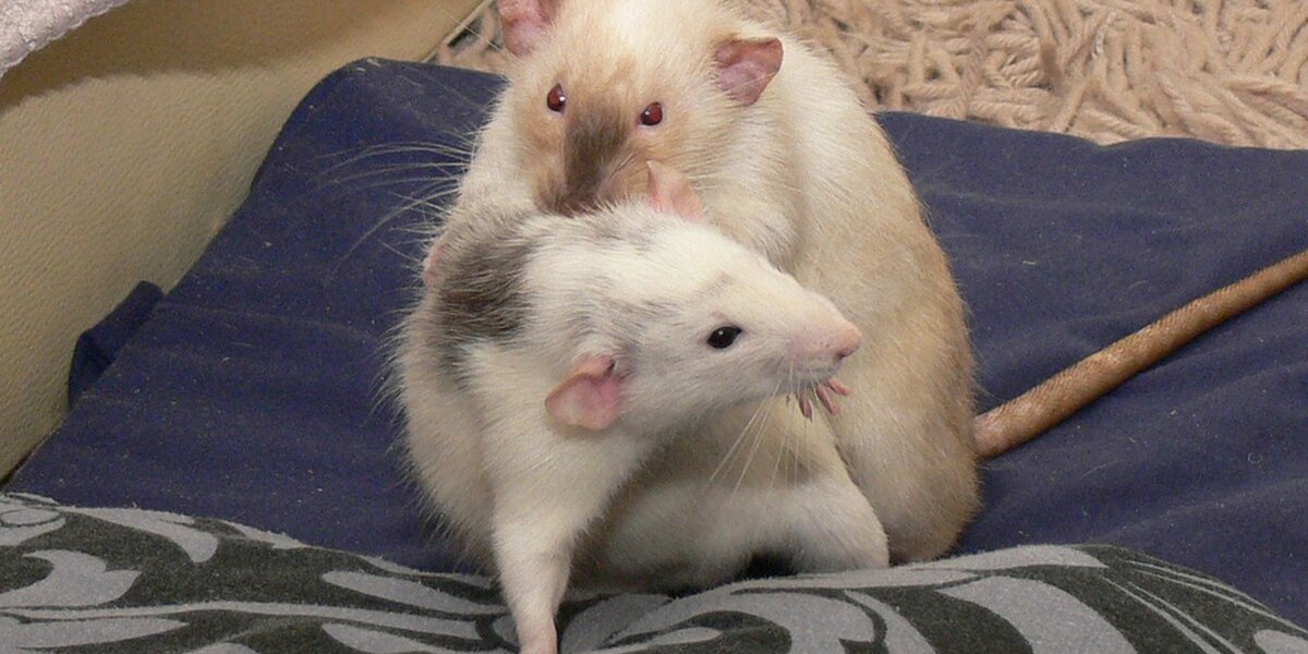 The Emotional Lives Of Rats: Rats Read Pain In Others' Faces - The Dodo