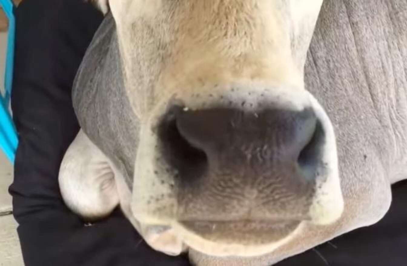 Cow Is Pretty Sure He Fits Perfectly On This Dog Bed - The Dodo