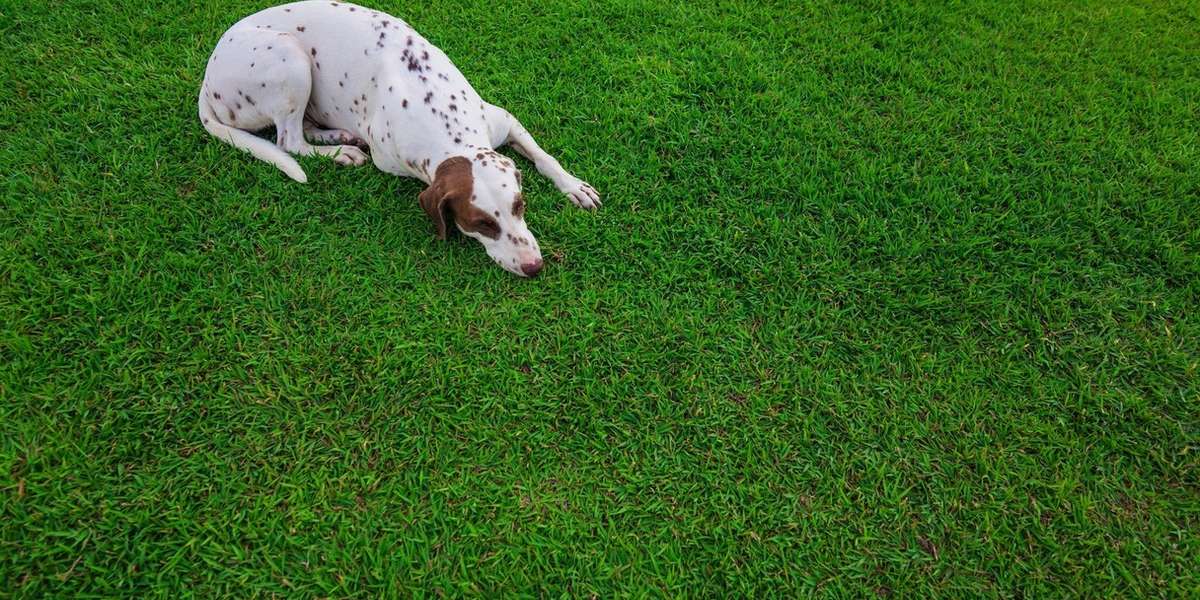 That Perfect Green Lawn Could Be Deadly For Your Dog - The Dodo