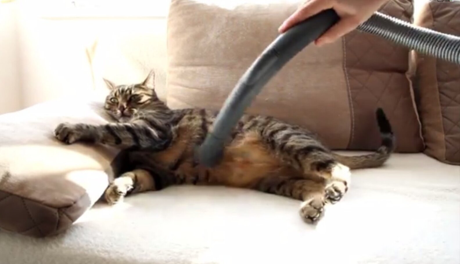 Lazy Cats Enjoy Being Pet, Groomed With Vacuum The Dodo
