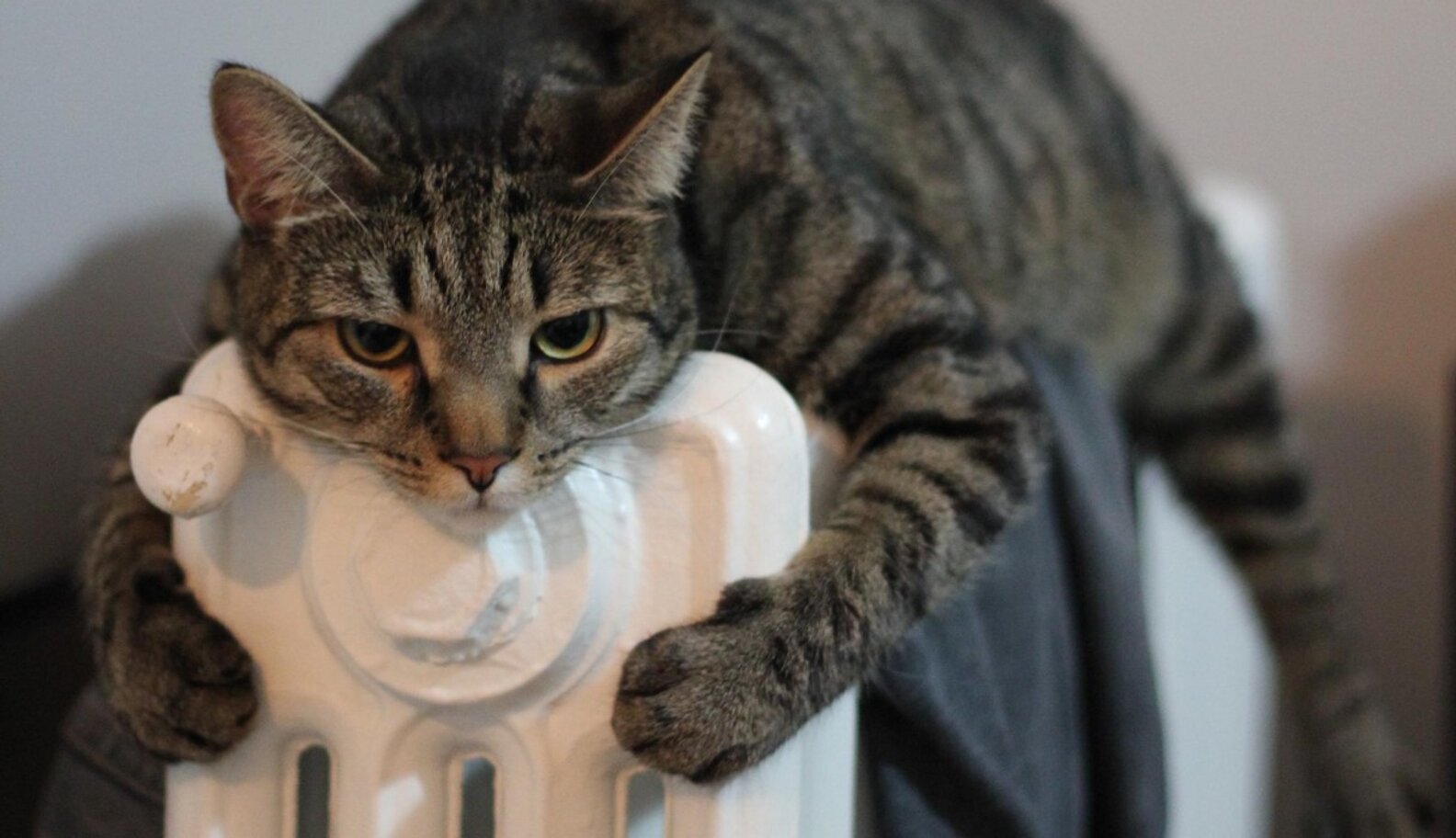 11 Pets Who Don't Want To Share The Heat With You The Dodo