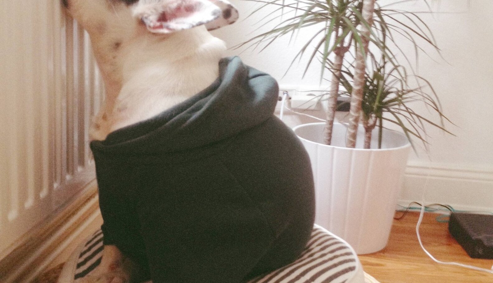 11 Pets Who Don't Want To Share The Heat With You The Dodo