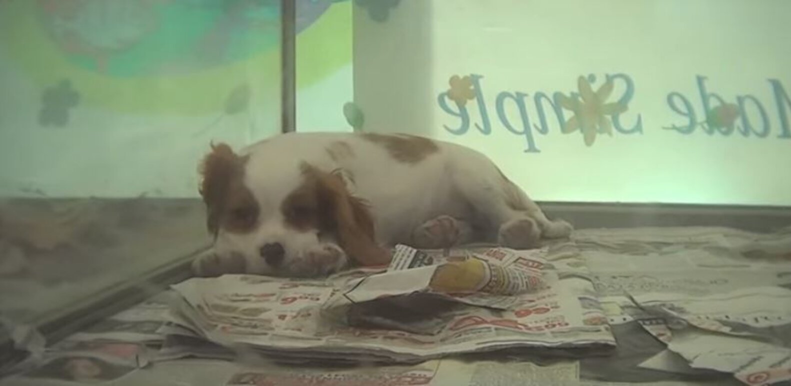 Another Major City Says 'No' To Puppies In Pet Stores The Dodo