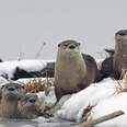 These Otters Playing In The Snow Have Officially Won At Winter
