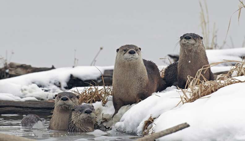 These Otters Playing In The Snow Have Officially Won At Winter - The Dodo