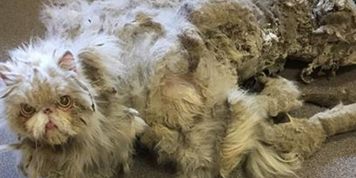 Cat Getting Ripped Cat Rescued From Basement Gets 5 Pounds Of Fur Cut Off - The Dodo