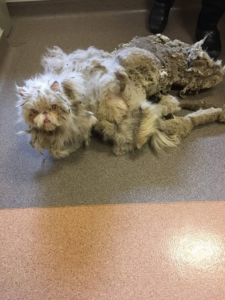 Cat Rescued From Basement Gets 5 Pounds Of Fur Cut Off The Dodo