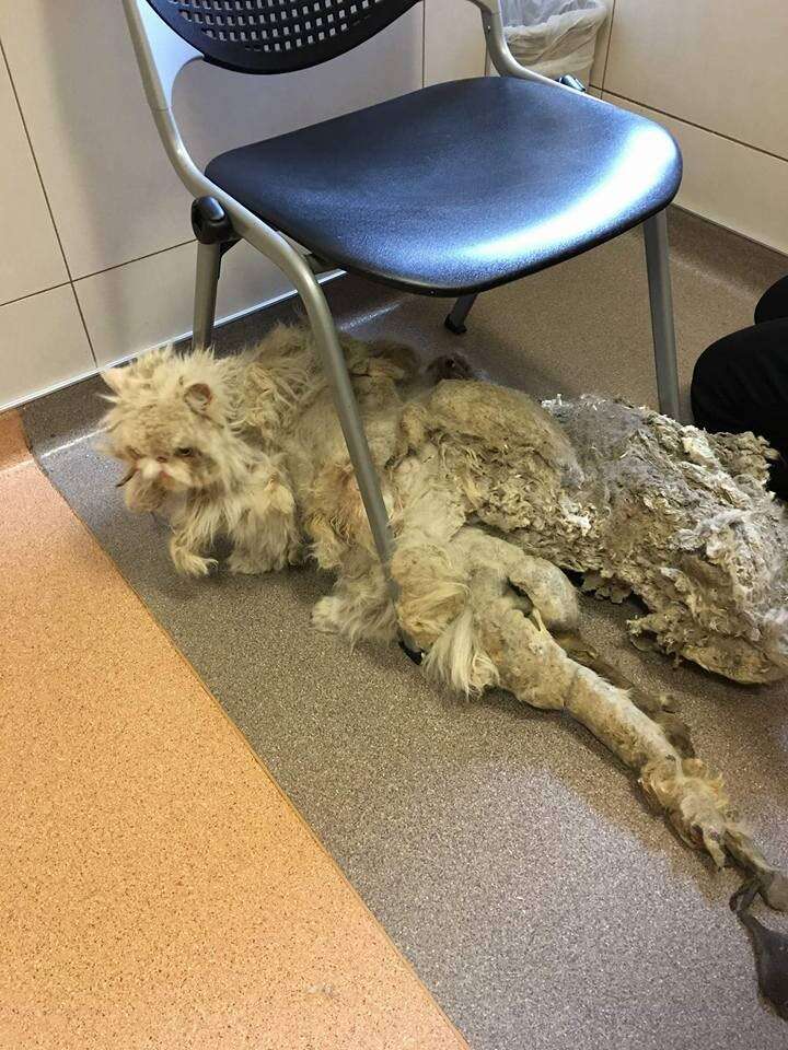 Cat Getting Ripped Cat Rescued From Basement Gets 5 Pounds Of Fur Cut Off - The Dodo