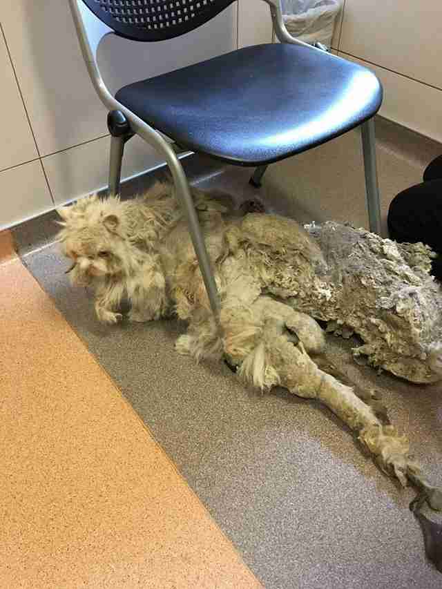 Cat Rescued From Basement Gets 5 Pounds Of Fur Cut Off The Dodo