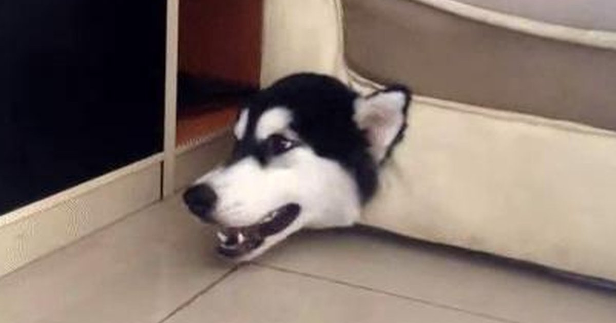 Dog Stuck In Sofa Quickly Adapts To Life As A Couch The Dodo