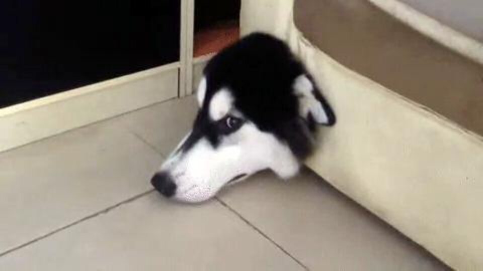Dog Stuck In Sofa Quickly Adapts To Life As A Couch The Dodo