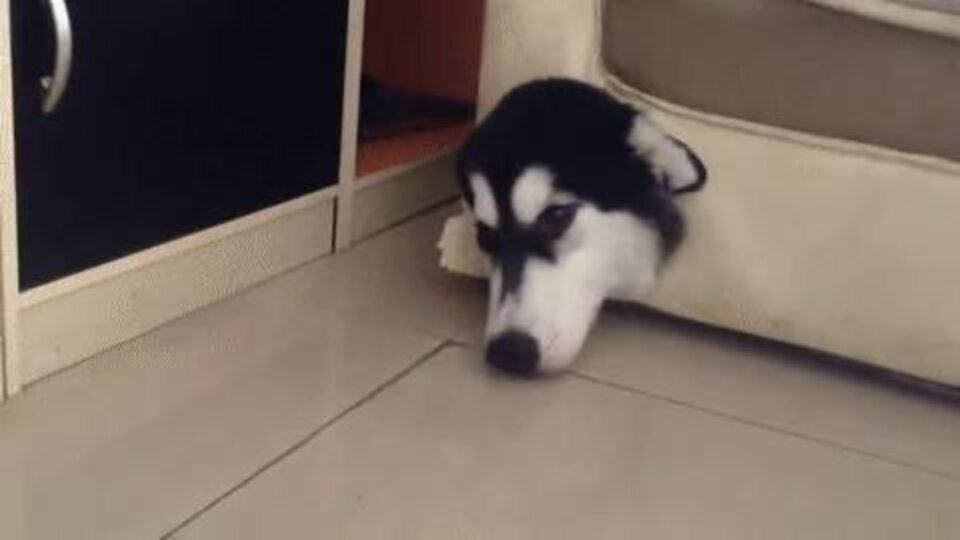 Dog Stuck In Sofa Quickly Adapts To Life As A Couch The Dodo