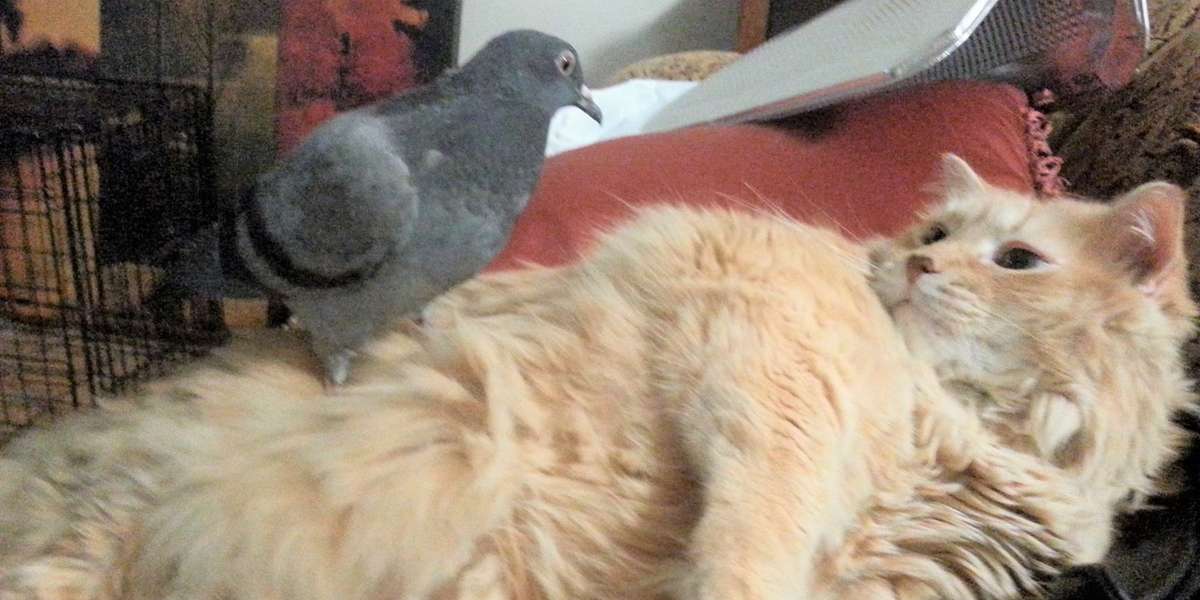 Pigeon Is Obsessed With His New Cat Brother The Dodo