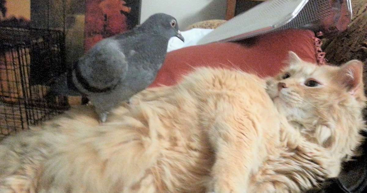 Pigeon Is Obsessed With His New Cat Brother The Dodo