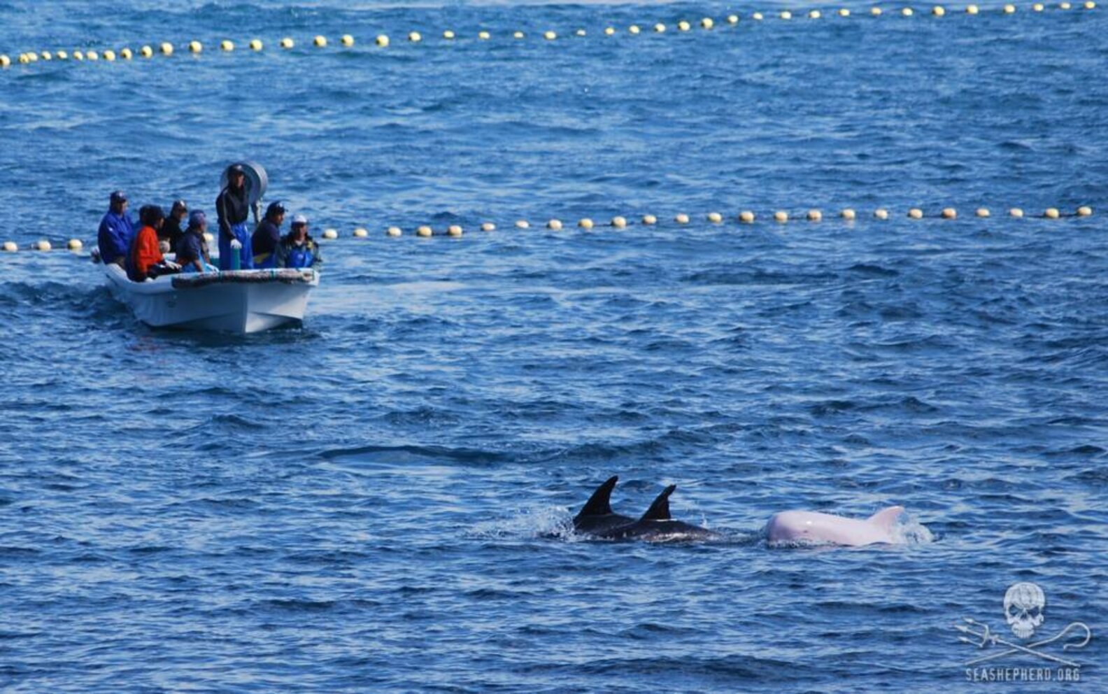 Taiji's Horrific Dolphin Slaughter Was Revealed 5 Years Ago. It Never