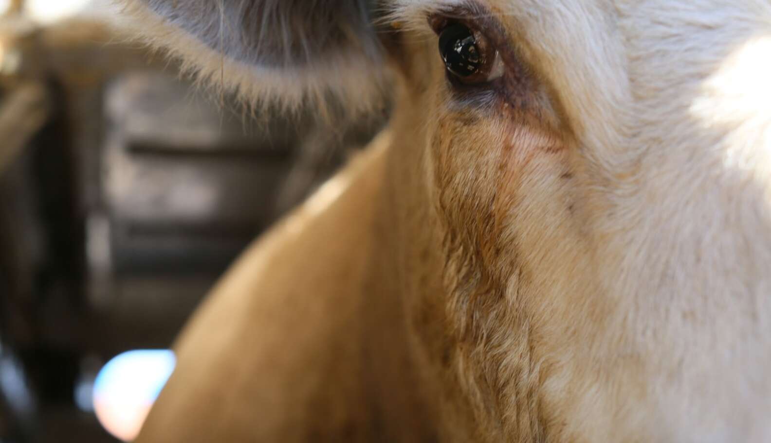 Stirring Photos Capture The Sad, Soulful Eyes Of Cows Headed To