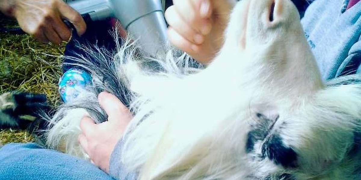 Paralyzed Rescue Goat Gets Pampered With Daily Blowouts - The Dodo