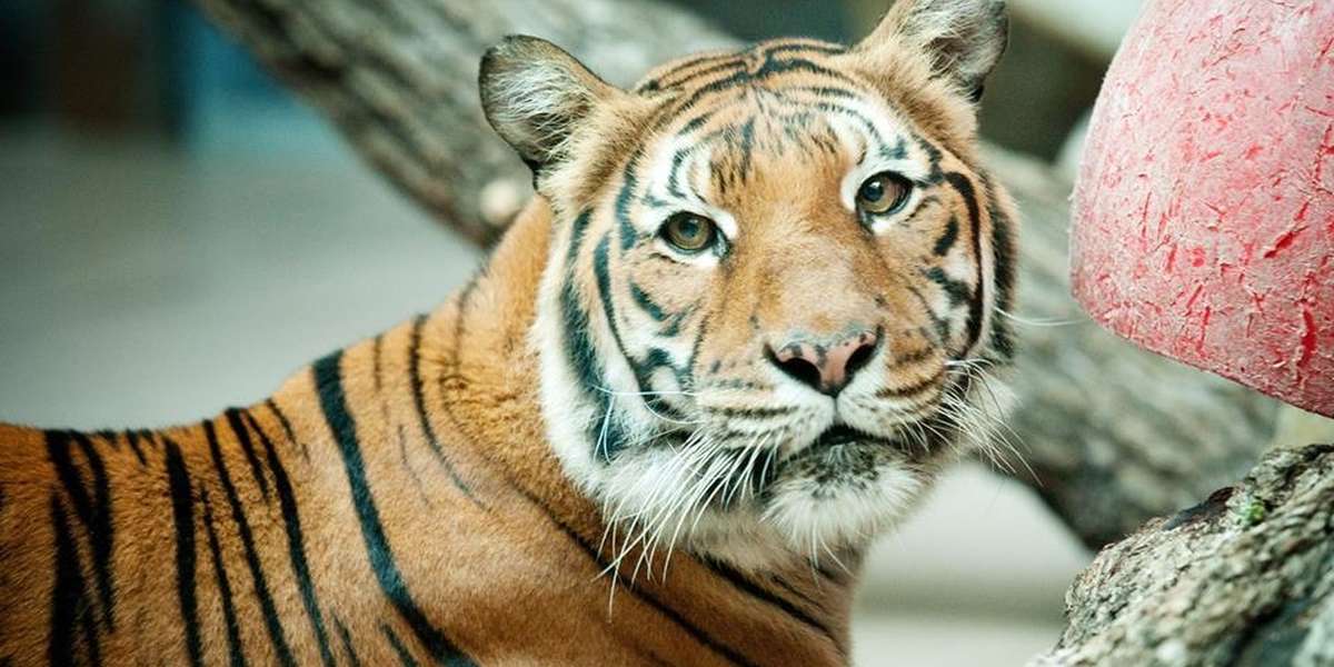 Woman Breaks Into Zoo To Pet A Tiger And Things Go Wrong The Dodo