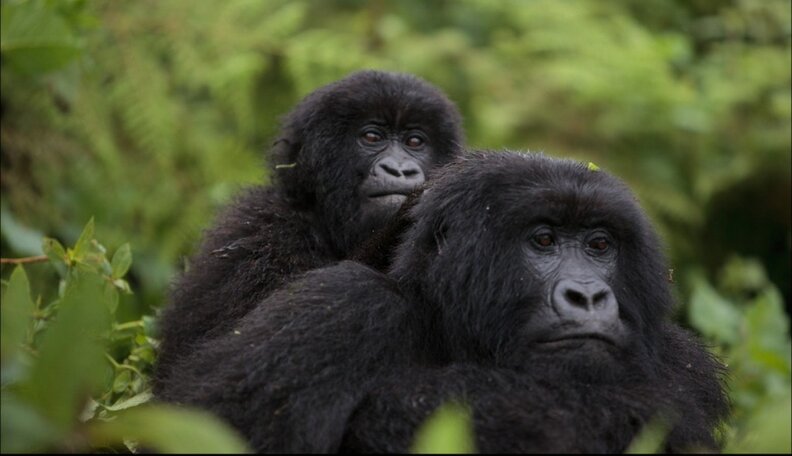 Big Brains Dictate Which Species Rule At Self-Control - The Dodo