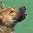 Meet Your Favorite New Artist: The Rare Singing Dog Of Papua New Guinea