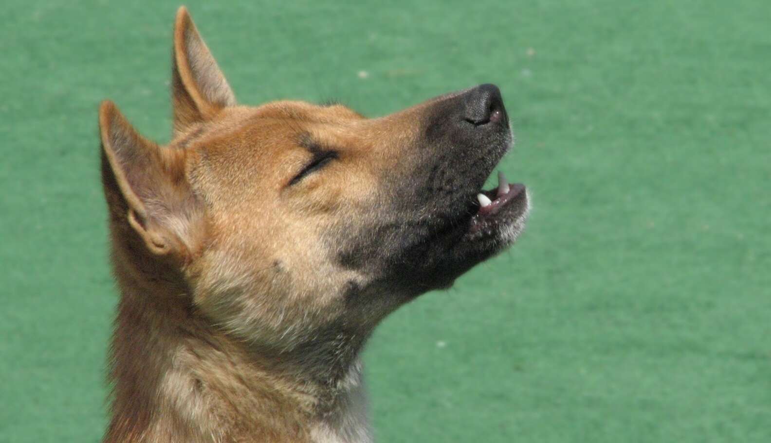 Meet Your Favorite New Artist: The Rare Singing Dog Of Papua New Guinea