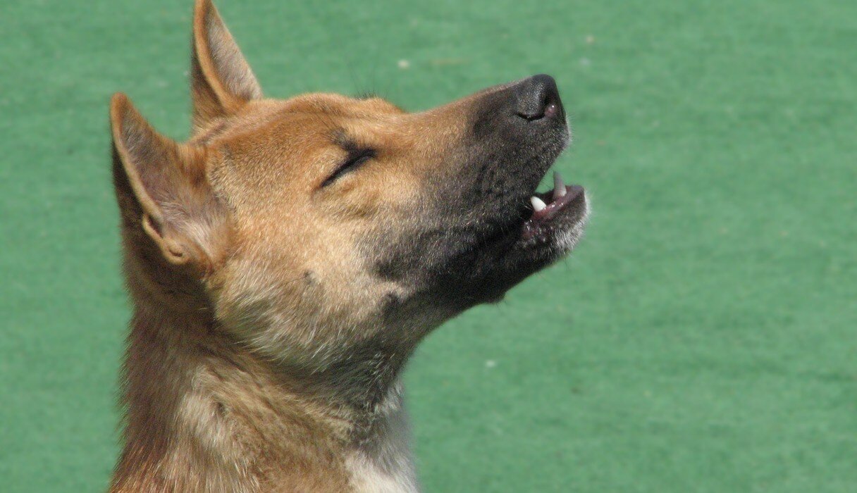 Meet Your Favorite New Artist: The Rare Singing Dog Of Papua New Guinea ...